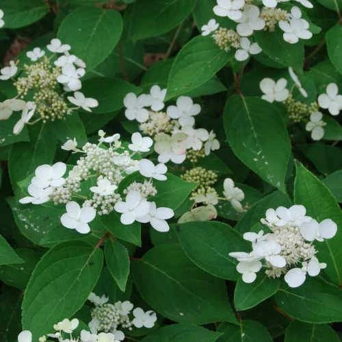 Hydrangea Paniculata Dharuma 3 Hydrangea Paniculata Dharuma - Image 3