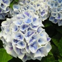 Hydrangea Macrophylla Candy Heart Blue -Future Forests HydrangeamacrophyllaCandyHeartBlue