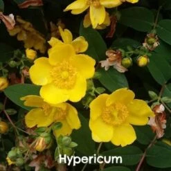 Mixed Flowering Hedge -Future Forests Hypericum hidcote 2