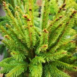 Picea Abies Cupressina