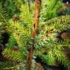 Picea Omorika Aurea