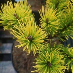 Pinus Mugo Golden Glow -Future Forests IMG 20220216 114928