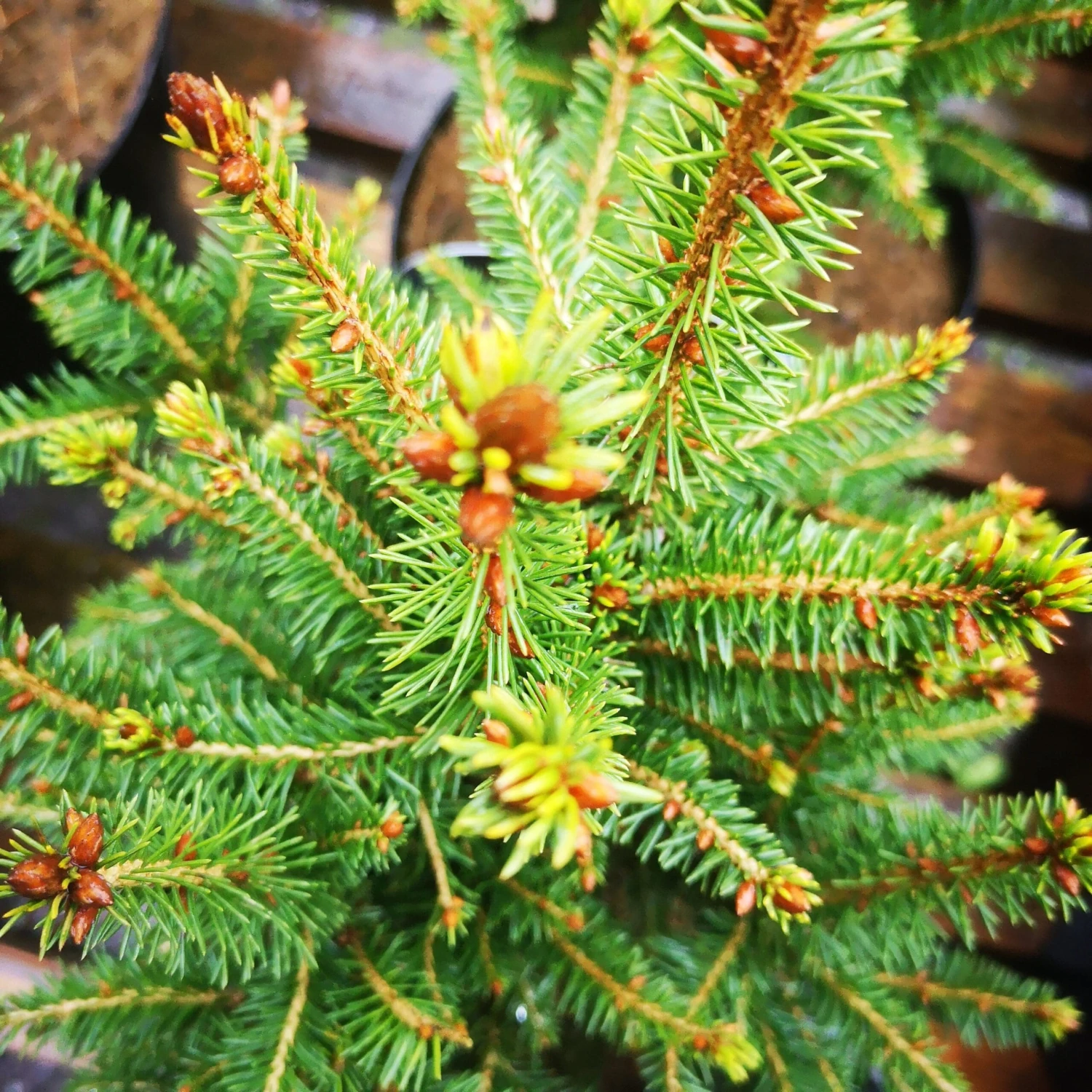 Picea Abies Remontii 1 Picea Abies Remontii