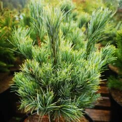 Pinus Parviflora Bergman -Future Forests IMG 20220216 115039