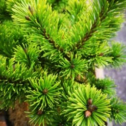 Pinus Mugo Mumpitz -Future Forests IMG 20220216 115110