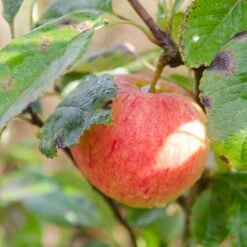 Apple James Grieve -Future Forests James Grieve03