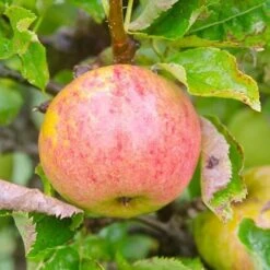 Apple James Grieve -Future Forests James Grieve04