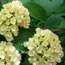 Viburnum Plicatum Mary Milton