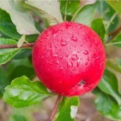 Apple Katy -Future Forests Katie03