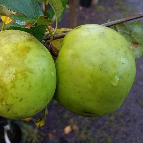 Apple Keegan’s Crab 3 Apple Keegan’s Crab - Image 3