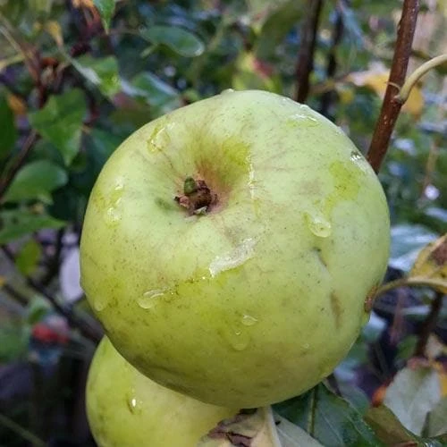 Apple Keegan’s Crab 1 Apple Keegan’s Crab