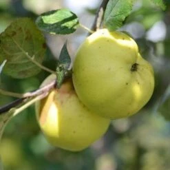 Apple Kemp -Future Forests Kemp A03