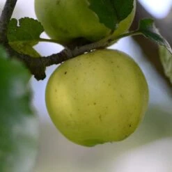 Apple Kemp -Future Forests Kemp A05