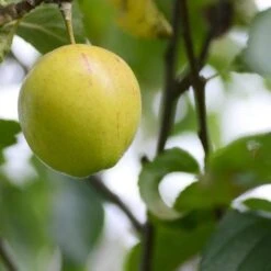 Apple Kerry Pippin -Future Forests Kerry Pippin A02