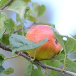 Apple Kerry Pippin -Future Forests Kerry Pippin A04