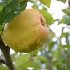 Future Forests -Future Forests Keswick Codling A02