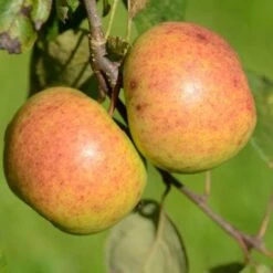 Apple Kilkenny Pearmain 7 Apple Kilkenny Pearmain -Future Forests Kilkenny Pearmain A02