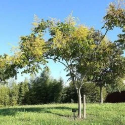 Koelreuteria Bipinnata - Chinese Flame Tree -Future Forests Koelreuteria bipinata 04