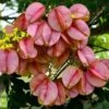 Koelreuteria Bipinnata - Chinese Flame Tree