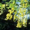 Laburnum X Watereri Vossii