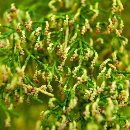 Lagarostrobos Franklinii - Huon Pine 4 Lagarostrobos Franklinii - Huon Pine - Image 4