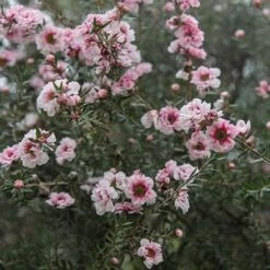 Leptospermum Scoparium Coral Candy 6 Leptospermum Scoparium Coral Candy -Future Forests Leptospermum Coral Candy 03