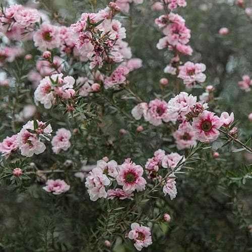 Leptospermum Scoparium Coral Candy 3 Leptospermum Scoparium Coral Candy - Image 3