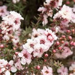 Leptospermum Scoparium Apple Blossom -Future Forests Leptospermum scoparium Appleblossom 01