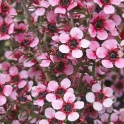 Leptospermum Scoparium Martini 9 Leptospermum Scoparium Martini -Future Forests Leptospermum scoparium Martinii 02