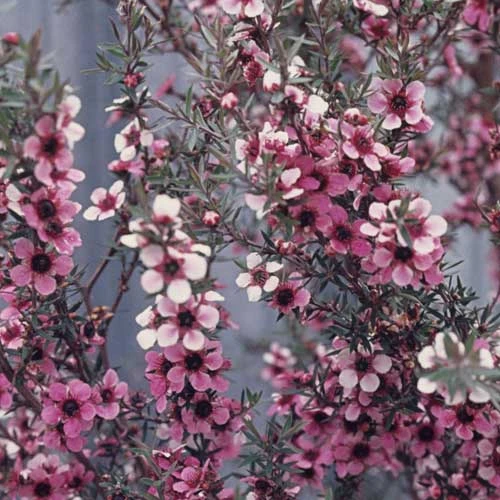 Leptospermum Scoparium Martini 6 Leptospermum Scoparium Martini - Image 6