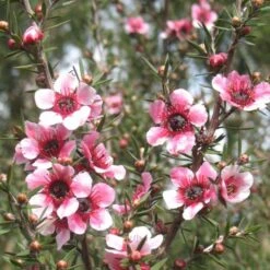 Leptospermum Scoparium Martini 13 Leptospermum Scoparium Martini -Future Forests Leptospermum scoparium Martinii 06