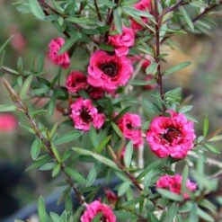 Leptospermum Scoparium Winter Cheer -Future Forests Leptospermum scoparium Winter Cheer 02