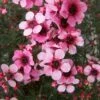 Leptospermum Scoparium Martini
