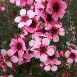 Leptospermum Scoparium Martini