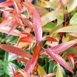 Leucothoe Keiskei Burning Love -Future Forests Leucothoe Burning Love 04