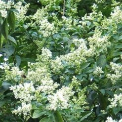 Seaside Hedge Mix -Future Forests Ligustrum ovalifolium 02