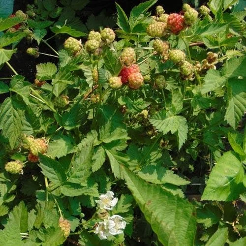 Loganberry Thornless 2 Loganberry Thornless - Image 2