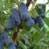 Honeyberry - Lonicera Caerulea Var. Kamtschatica