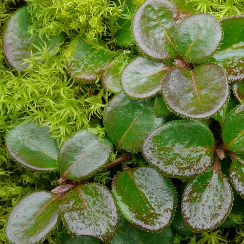 Lonicera Crassifolia 4 Lonicera Crassifolia - Image 4