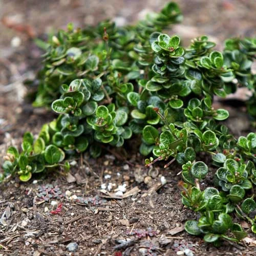 Lonicera Crassifolia 5 Lonicera Crassifolia - Image 5