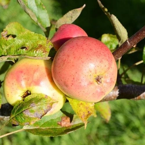 Apple Lord Derby 1 Apple Lord Derby