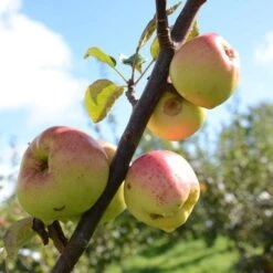 Apple Lord Derby 6 Apple Lord Derby -Future Forests Lord Derby Leixlip A03