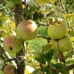 Apple Lord Derby 7 Apple Lord Derby -Future Forests Lord Derby Leixlip A04