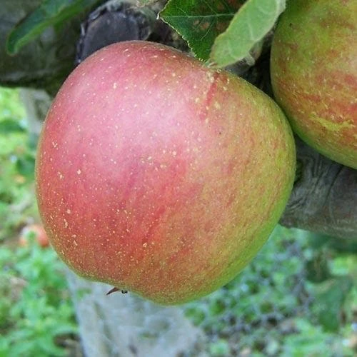 Apple Lord Hindlip 1 Apple Lord Hindlip