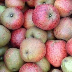 Apple Lord Hindlip 7 Apple Lord Hindlip -Future Forests Lord Hindlip 04