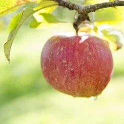 Apple Lord Lambourne -Future Forests Lord Lambourne A01