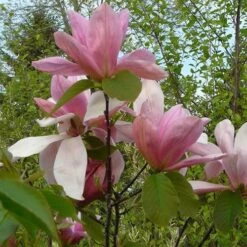 Magnolia Daybreak -Future Forests Magnolia Daybreak 04