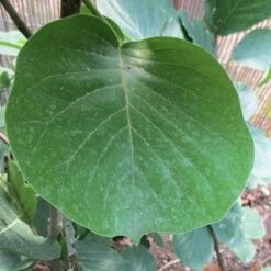 Magnolia Daybreak -Future Forests Magnolia Daybreak 05