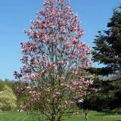 Magnolia Daybreak -Future Forests Magnolia Daybreak 06