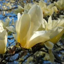 Magnolia X Brooklynensis Elizabeth -Future Forests Magnolia Elizabeth 04